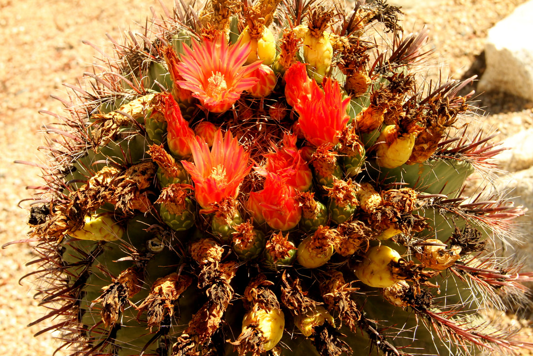 Fishhook Barrel Cactus, Phoenix, Arizona